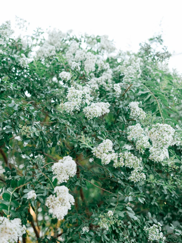 A Classic Wedding for Becca and Josh