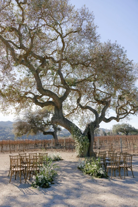 A Vineyard Editorial for Odette and Alexander